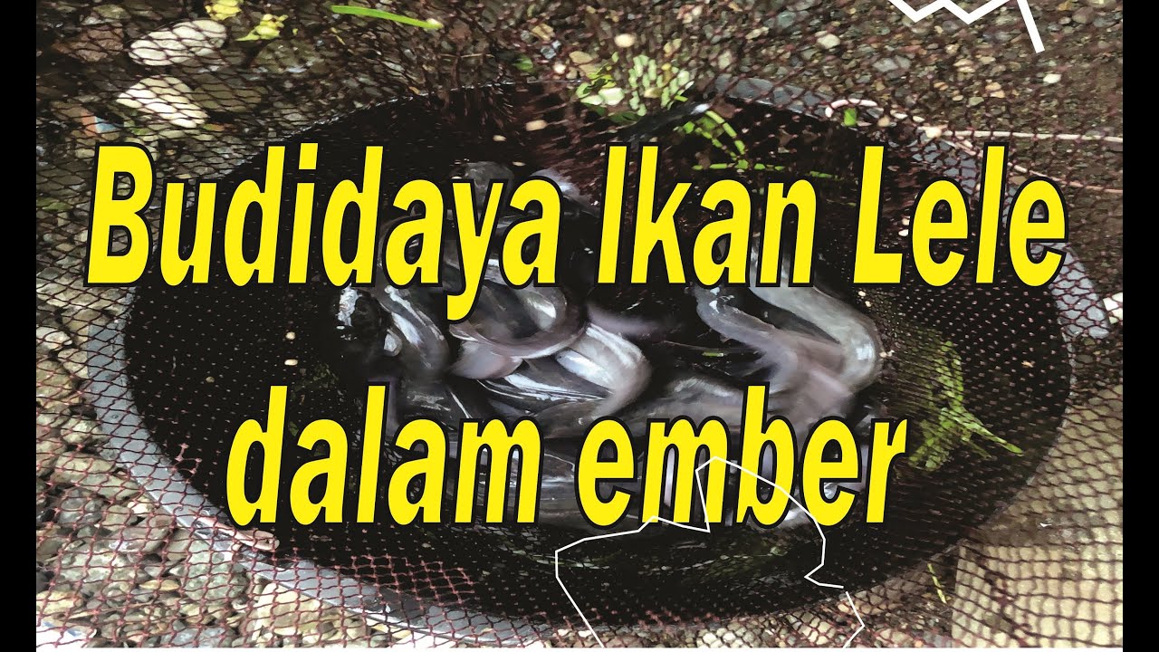 Budidaya Ikan Lele 