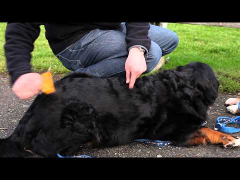 Video: Hoe De Conditie Van De Vacht Van Uw Hond Te Verbeteren?
