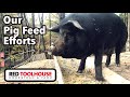 THREE Things we Feed Our Pigs for BEST WEIGHT GAIN