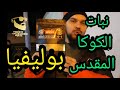 بوليفيا تعاطي أوراق نبات الكوكا