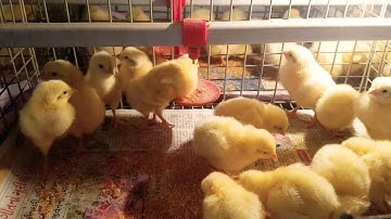 Lifecycles of chicks to layer bird