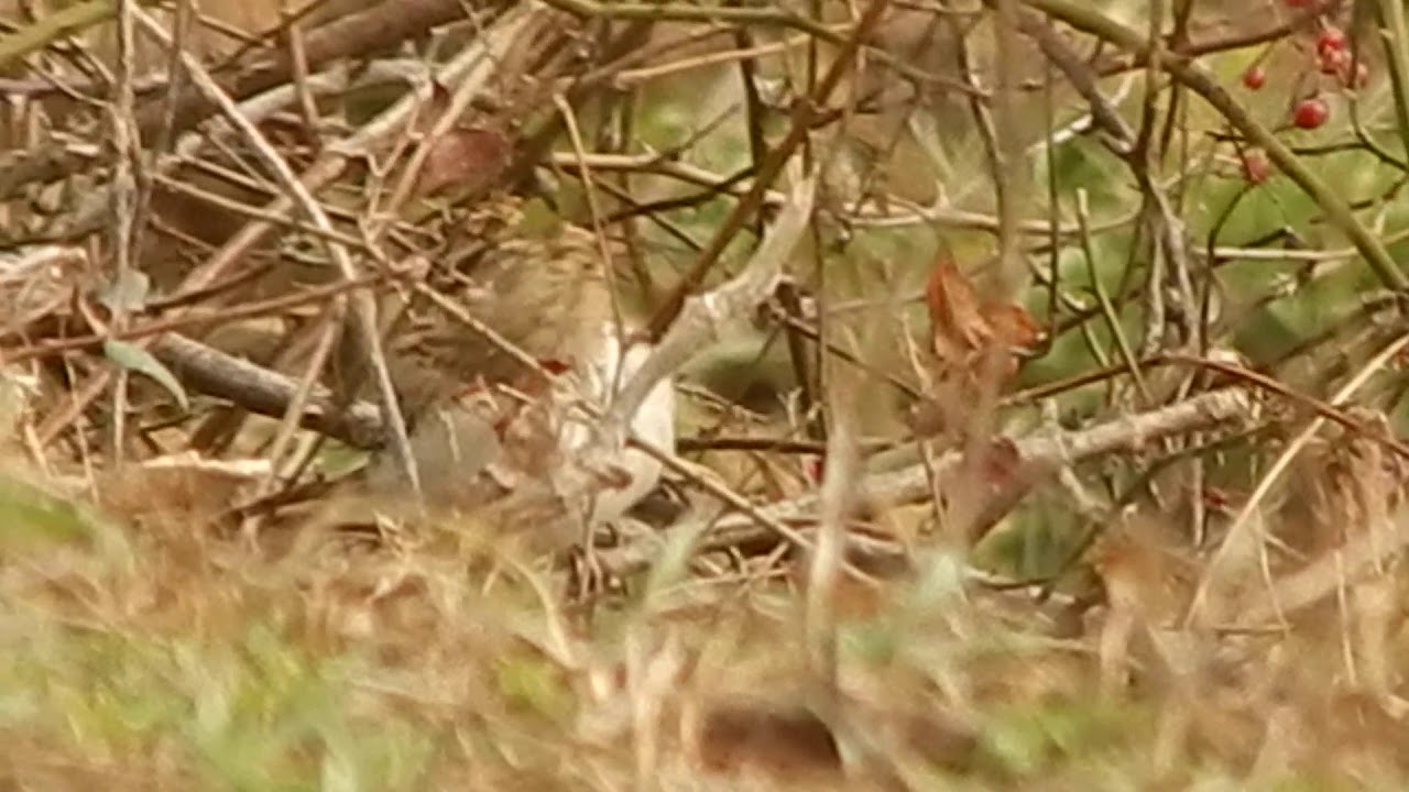 DSCN3076 Lark Sparrow 
