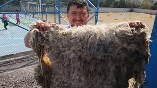 Koyun Postu Nasıl Yapılır Müziksiz Sesli Anlatım