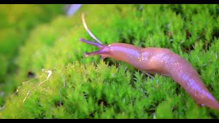 How Slug Zap Stop Slugs?