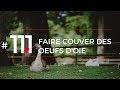 Faire couver des oeufs doie lfdt 111