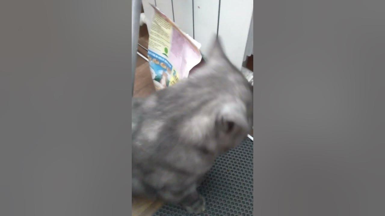 кашарик - YouTube