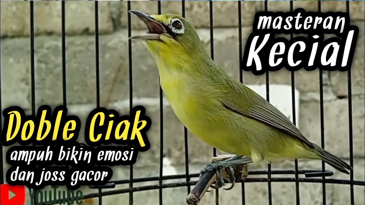 Doble ciak kecial kuning ampuh bikin jos kecial malas bunyi jadi cepat jos gacor