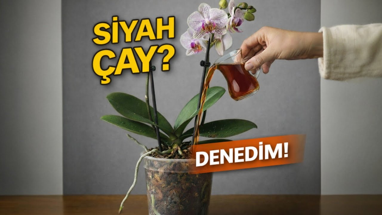 Способы быстрого укоренения орхидей, которые стоит попробовать прямо сейчас!