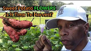 Sweet potato flowers - Is it time to harvest?