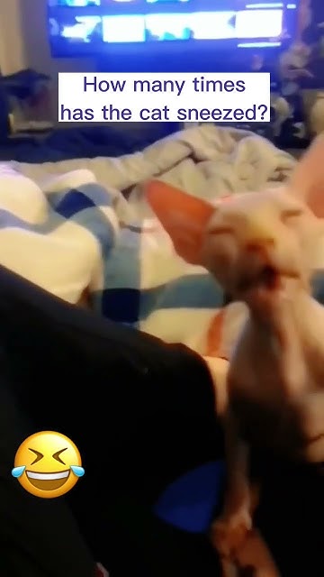 how-many-times-has-cat-sneezed-shorts-sneezed-catshorts-catvideos