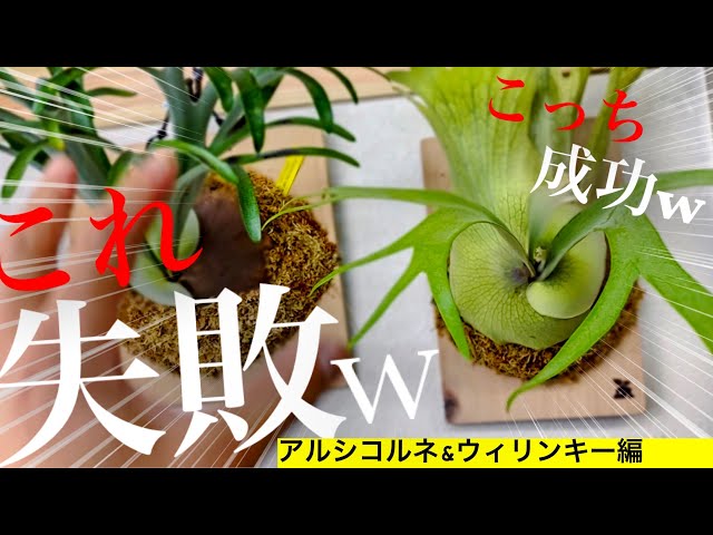 大きく育てる】ビカクシダの板替え苔増しするタイミング【仕立て