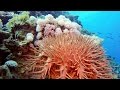 Starfish acanthaster planci