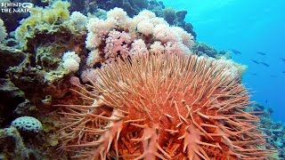 Starfish (Acanthaster planci) Resimi