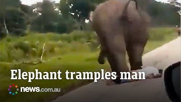 Elephant attacks and tramples man during traffic jam in India