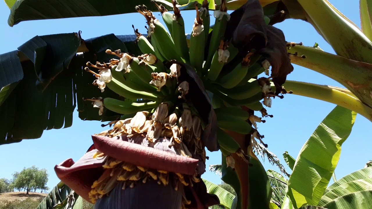 San Diego Fruit Orchard 2020 YouTube