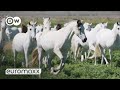 Andalusian horses these carthusian horses are europes oldest breeds  pura raza espaola