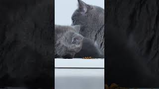 #shorts Big close-up of baby kitten eating dry food #cat #babykittens