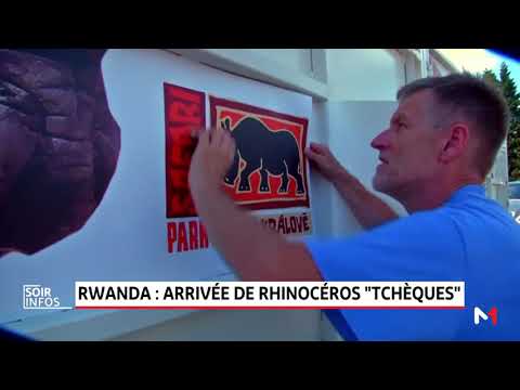 Vidéo: Cinq Rhinocéros Libérés Des Zoos Pour Vivre Gratuitement Au Rwanda