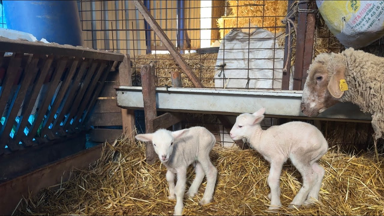 Koyunlara aşı yaptık , Memati ile tanıştık 