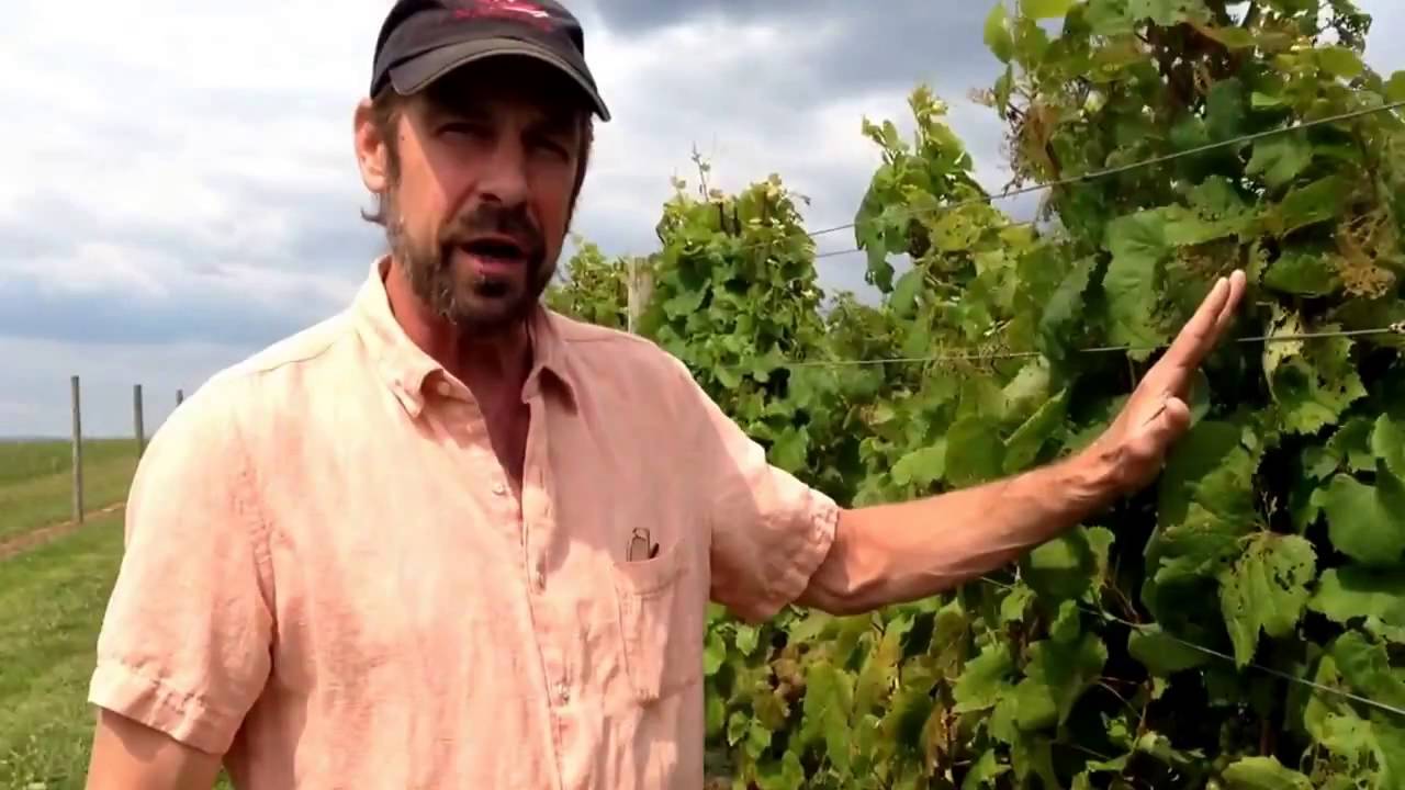 Big Cork Vineyards Winemaker Highlights Malbec Grapes