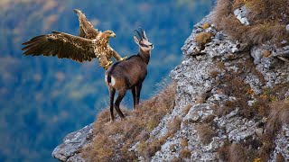 How Eagle Attack Goat Success