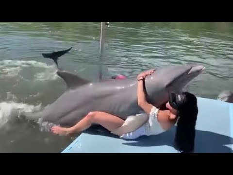 Why The World Should Fear DOLPHIN Not Sharks Part 1 | Animal Geographic