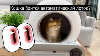 Первая реакция кошки на автоматический лоток туалет Tonepie