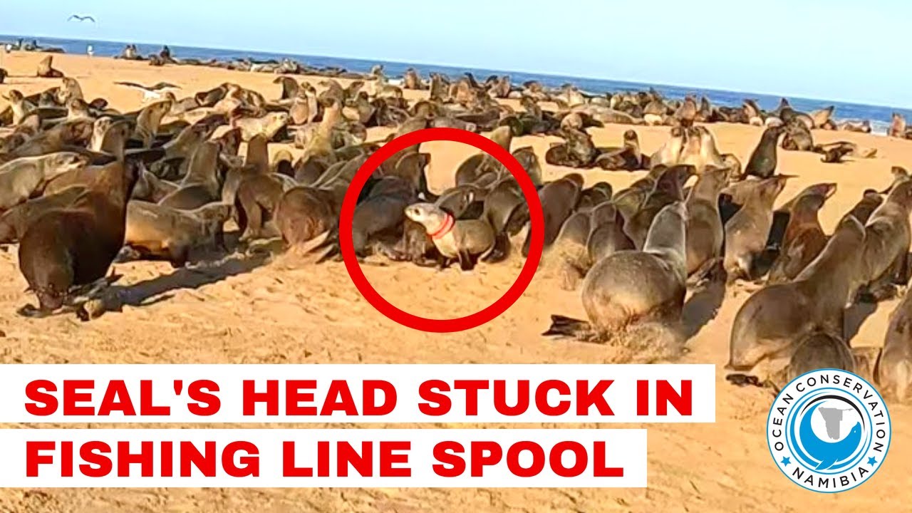 Seal's Head Stuck In Fishing Line Spool YouTube
