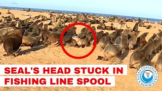 Seal's Head Stuck In Fishing Line Spool