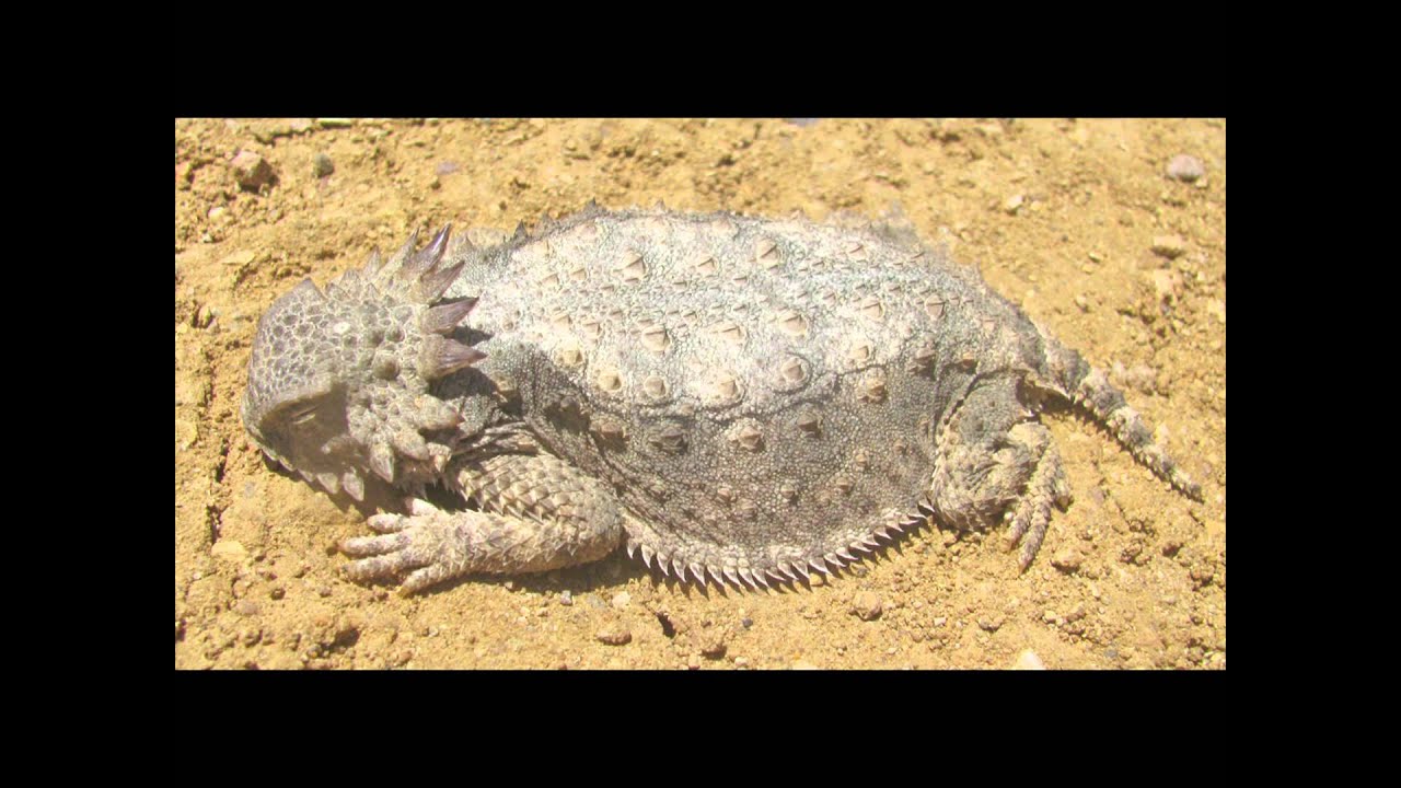 phrynosoma blainvillii Regal Horned Lizard