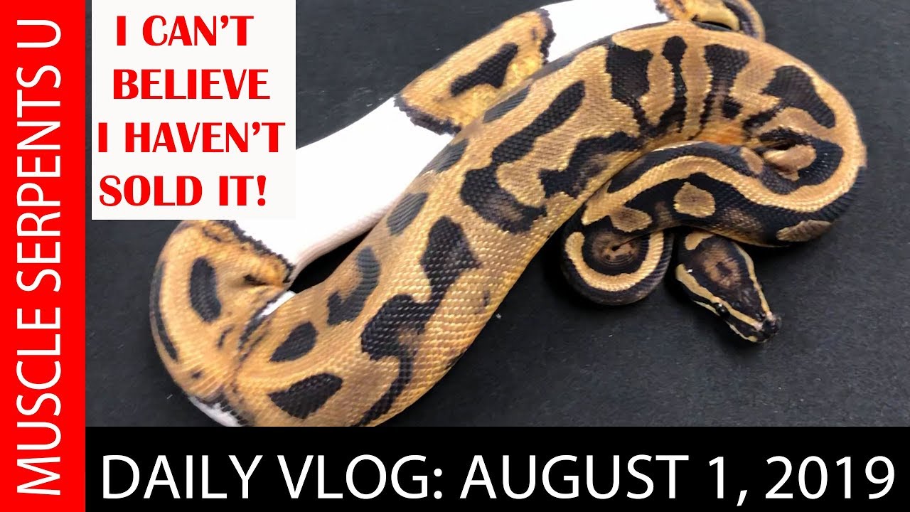orange dream drink SNAKES I CAN'T BELIEVE I HAVEN'T SOLD YET: AUGUST 1, 2019