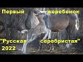 Родился первый жеребёнок этого сезона выжеребки 2022. Шериф.