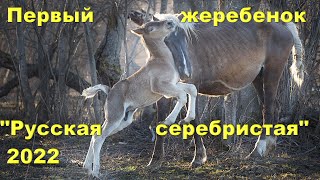 Родился первый жеребёнок этого сезона выжеребки 2022. Шериф.