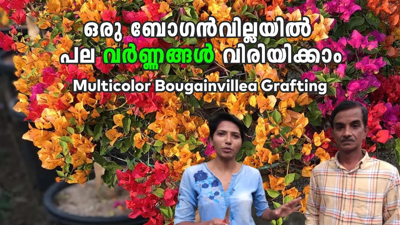 Bougainvillea Multicolor  Grafting Iഒരു ബോഗൻ വില്ലയിൽ പല വർണ്ണങ്ങൾ വിരിയിക്കാം I DIY Grafting