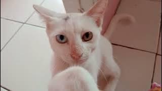 bilu si duta mangap mangap