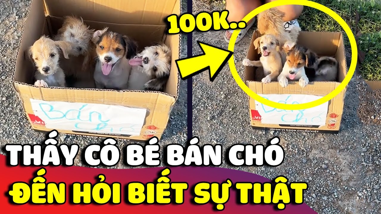 Thấy bé gái ngồi 'BÁN CHÓ CON', chàng trai lại hỏi chuyện mới biết được 'SỰ THẬT' bất ngờ | Gâu Đần