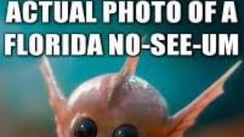 How to kill Florida No-see-ums