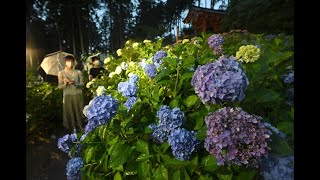 京都・三室戸寺でアジサイライトアップ