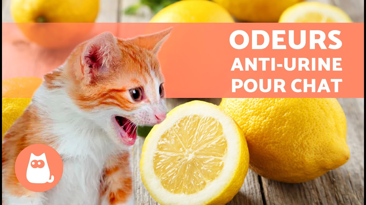 Comment Empecher Les Chats De Faire Pipi Dans La Maison