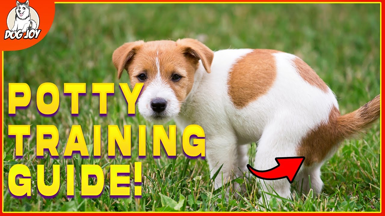 How To Potty Train Your Puppy FAST! (Plus More Puppy Training Hacks ...