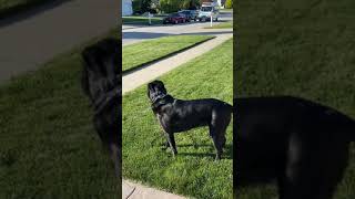 Dog Runs to the Ice Cream Truck (Around second 17/18 is the best)!