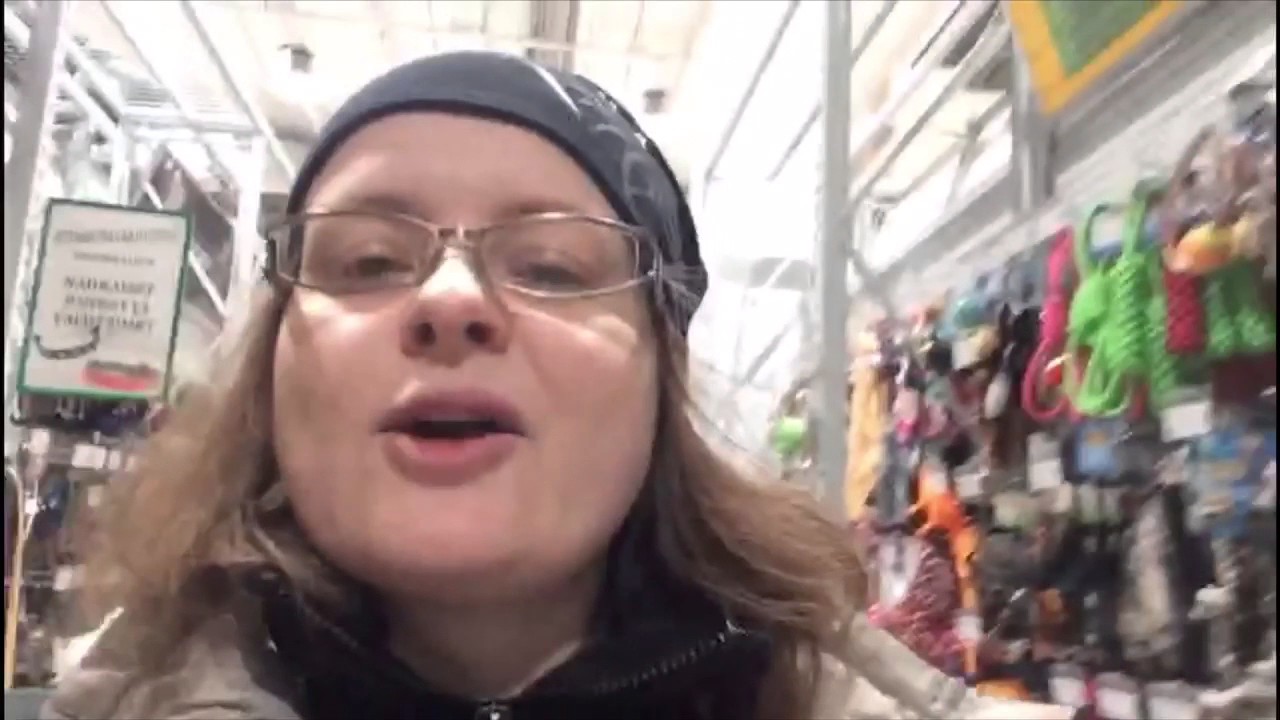 Pertti näyttelykoira osa I