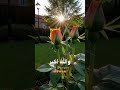 #viralshort #viralvideo #love #islamicshorts