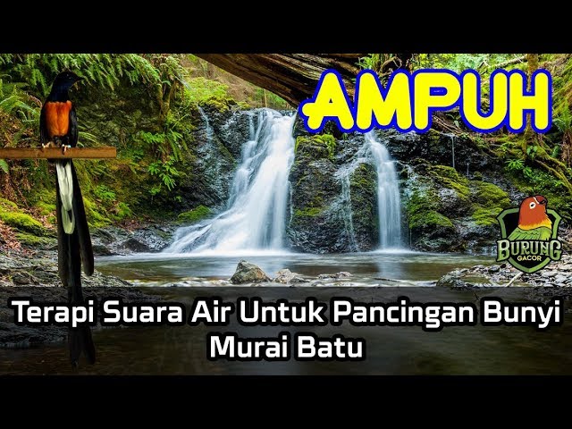 AMPUH Terapi Suara Air Untuk Pancingan Bunyi Murai Batu class=