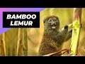 Bamboo Lemur 🐒 One Of The Most Endangered Animals In The Wild!