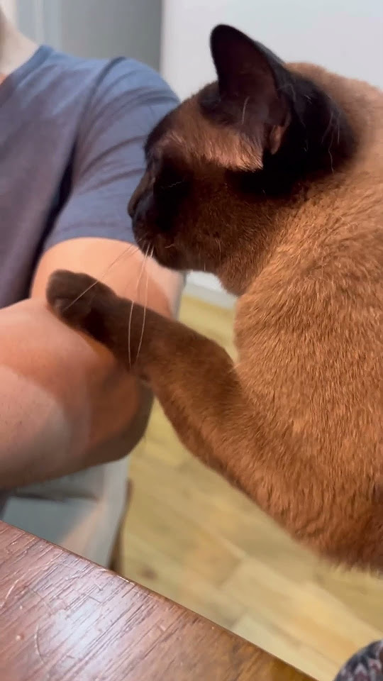 peco-begging-for-food-the
