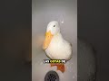¿Por Qué Los Patos Se Quedan Firmes Bajo La Lluvia 🦆🌧️