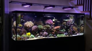 Jebao-Jecod Cp-25 Review 2 Months Usage