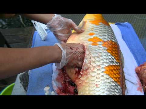 Video: Krebs (Tumoren) Bei Fischen