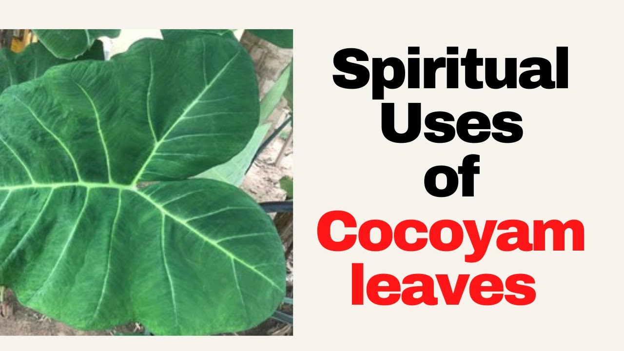 Spiritual Uses Cocoyam leaves